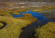 Cotton Grass 12-5118